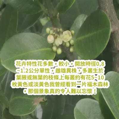 福木種植|福木的照顧與修剪